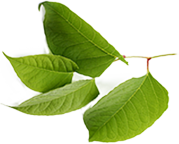 cardiominal sklad (2)