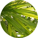 Blackmaca testosteron