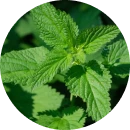 Blackmaca zwiększa potencję