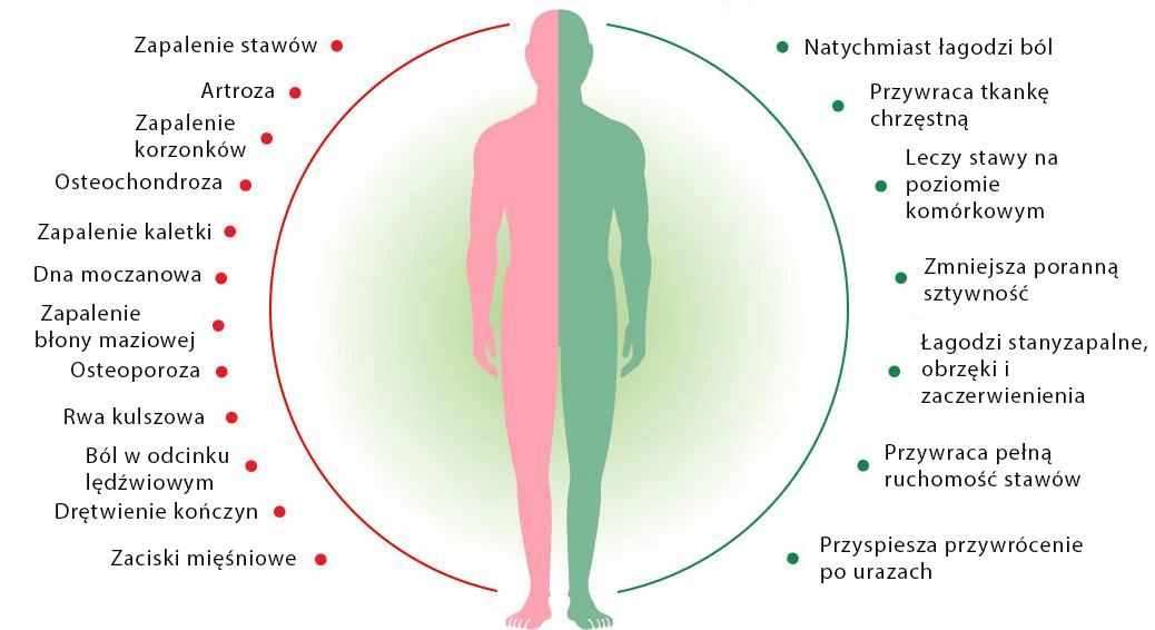 Cannabis Oil na chrząstki