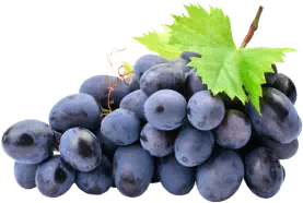 Cardiform składniki