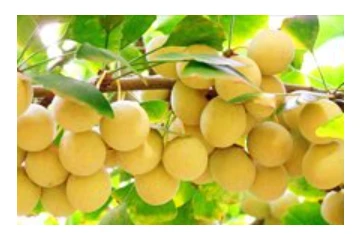 Varikosette składniki