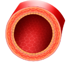 ravestin działanie (4)