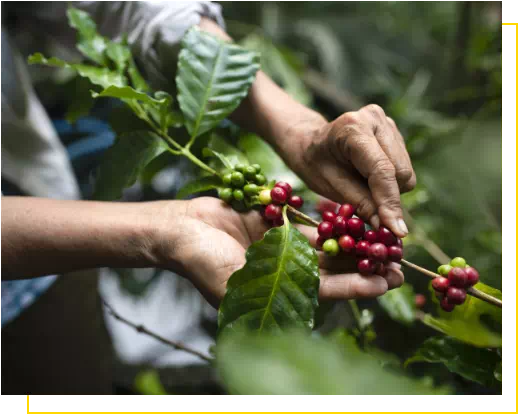 Cappuccino MCT zalety