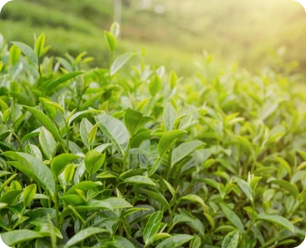 NuviaLab Keto odchudzanie