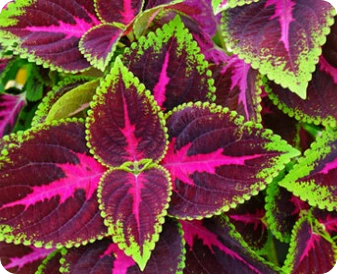 NuviaLab Keto składniki