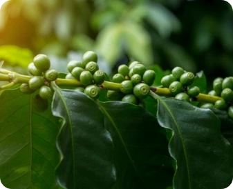 NuviaLab Keto wsparcie ketozy