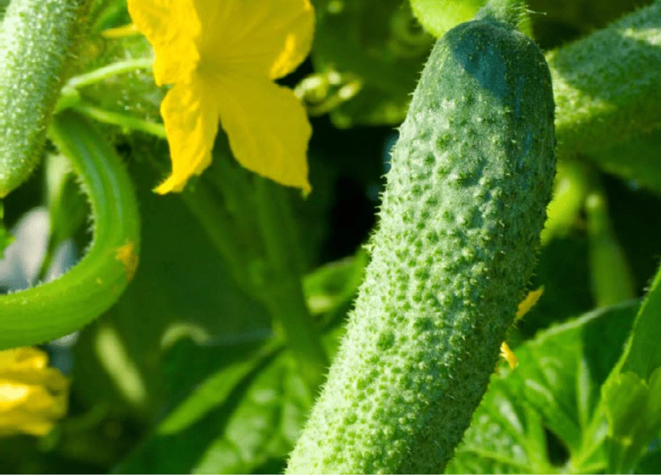 NuviaLab Sugar Control obniżenie cukru