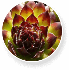 Proflexen kości i stawy