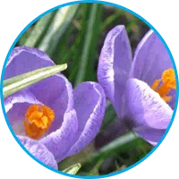 Semaxin ilość nasienia