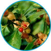 Semaxin jakość nasienia